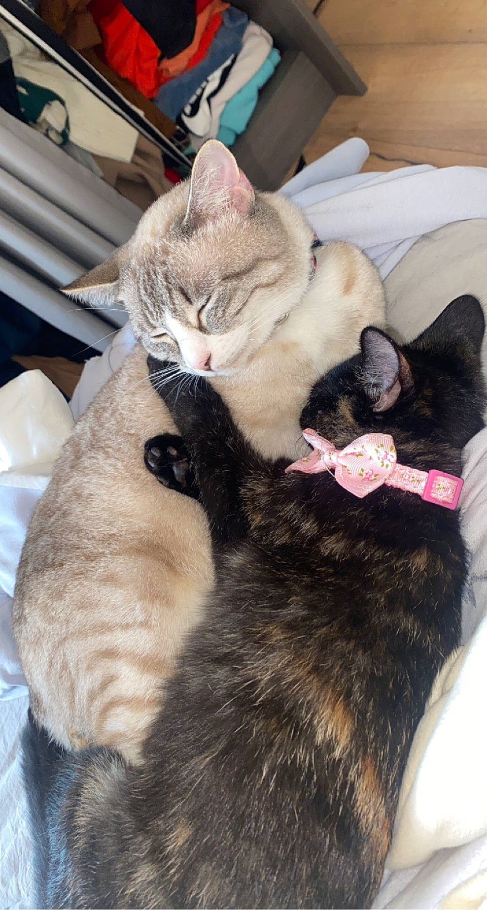 Aya participe au concours pour gagner de l'argent avec cette photo : carnivore, cat, cat_bed, claw, comfort, domestic_short_haired_cat, fawn, felidae, fur, lap, mammal, nap, paw, sleep, small_to_medium_sized_cats, snout, tail, whiskers