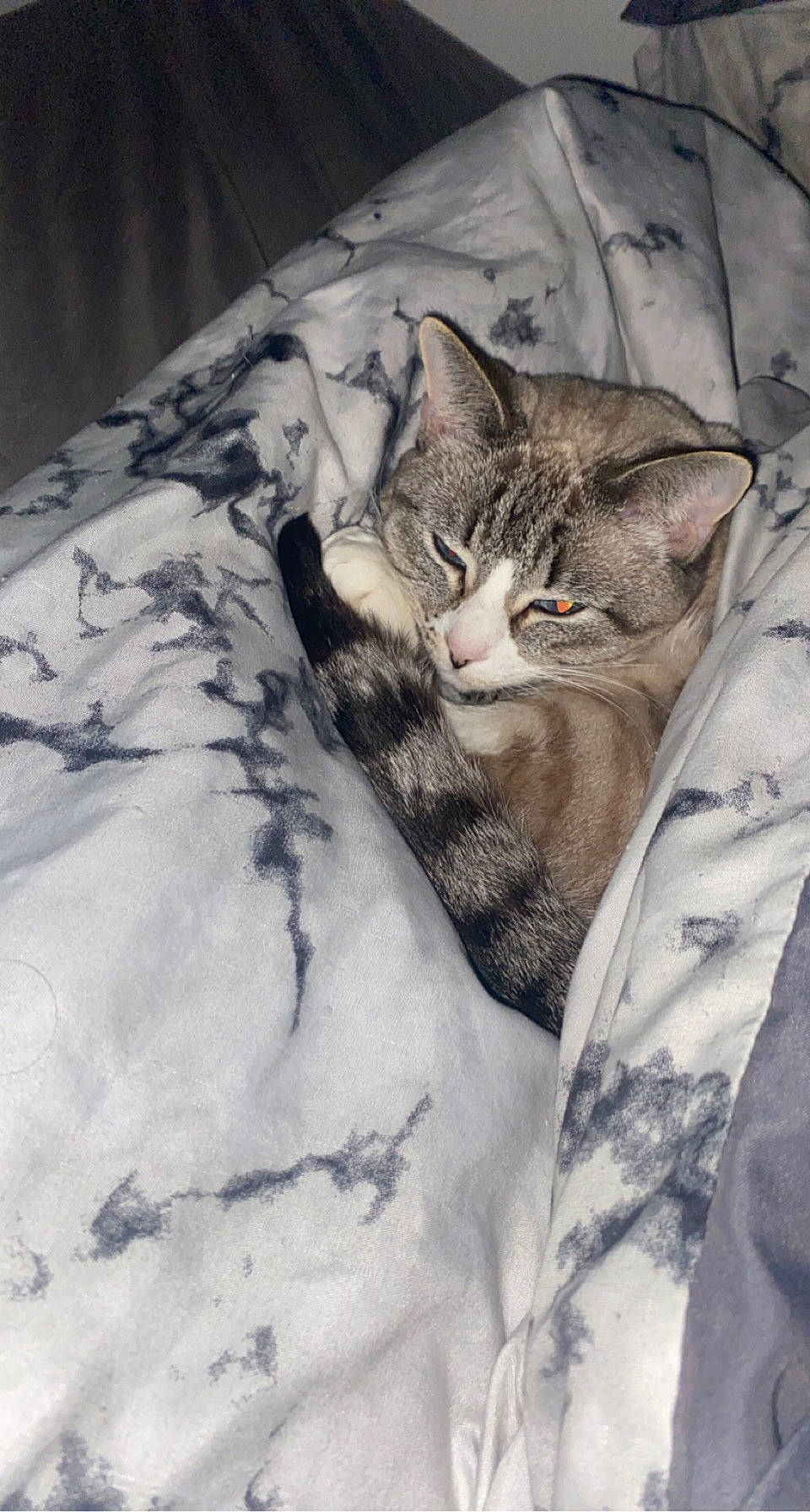 Aya participe au concours pour gagner de l'argent avec cette photo : bed, bedding, carnivore, cat, claw, comfort, domestic_short_haired_cat, felidae, fur, grey, linens, mammal, nap, paw, plant, small_to_medium_sized_cats, snout, tail, tree, whiskers