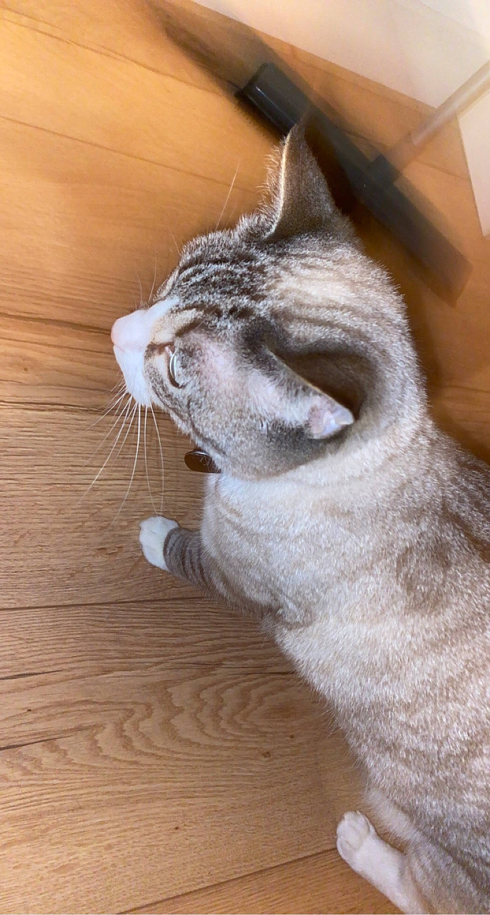 Aya a rejoint le concours — aidez-le/la à gagner de superbes lots ! carnivore, cat, ear, eye, fawn, felidae, flooring, fur, grey, hardwood, head, human_body, leg, small_to_medium_sized_cats, snout, tail, whiskers, window, wood, wood_stain