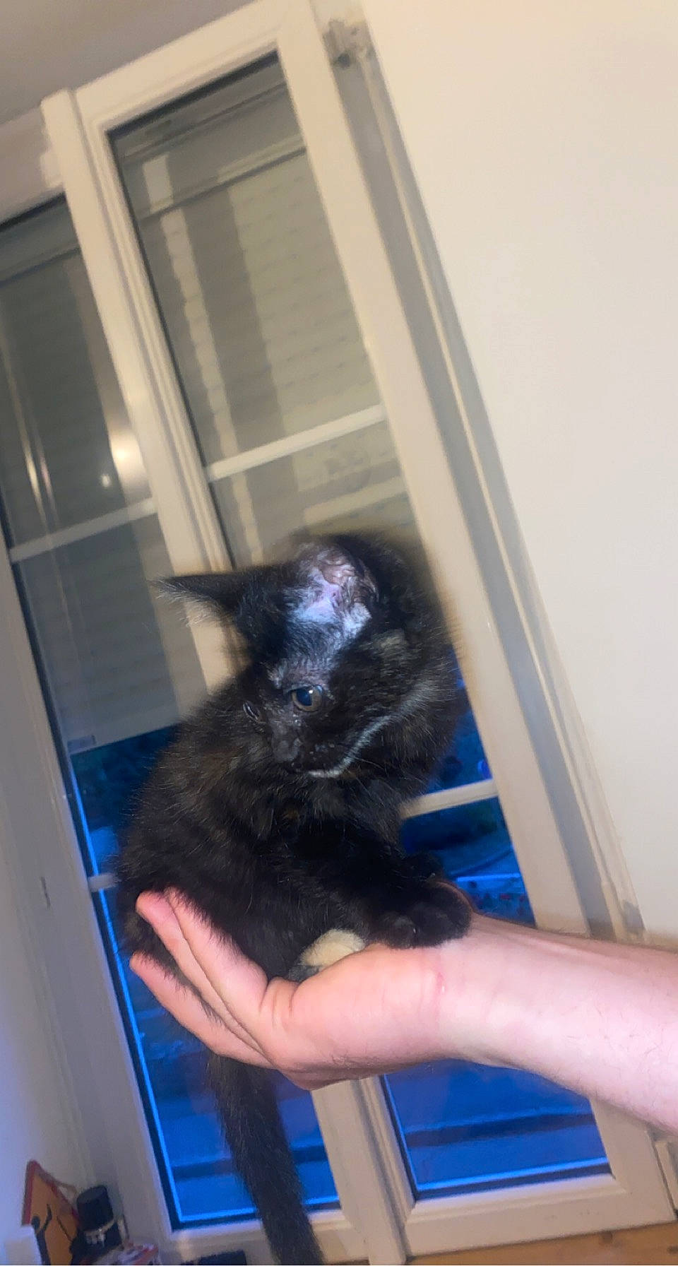 Taïna participe au concours pour gagner de l'argent avec cette photo : black_cat, canidae, carnivore, cat, companion_dog, dog_breed, door, electric_blue, felidae, finger, fur, gesture, mammal, nail, small_to_medium_sized_cats, sporting_group, tail, thumb, vertebrate, whiskers