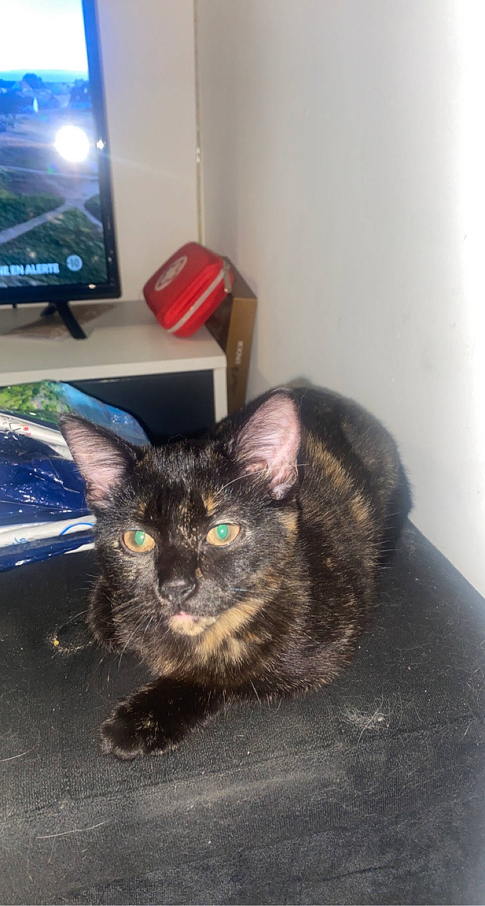 Taïna a rejoint le concours — aidez-le/la à gagner de superbes lots ! black_cat, box, cable_television, carnivore, cat, couch, display_device, domestic_short_haired_cat, entertainment_center, felidae, fur, home_appliance, living_room, small_to_medium_sized_cats, table, tail, television, television_set, whiskers, window