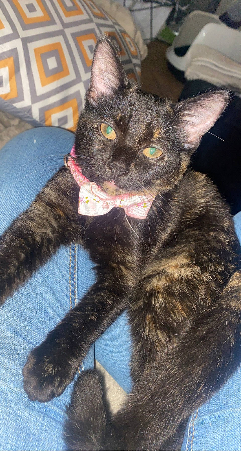 Taïna a rejoint le concours — aidez-le/la à gagner de superbes lots ! black_cat, bombay, carnivore, cat, claw, domestic_short_haired_cat, felidae, fur, havana_brown, paw, small_to_medium_sized_cats, snout, tail, terrestrial_animal, whiskers