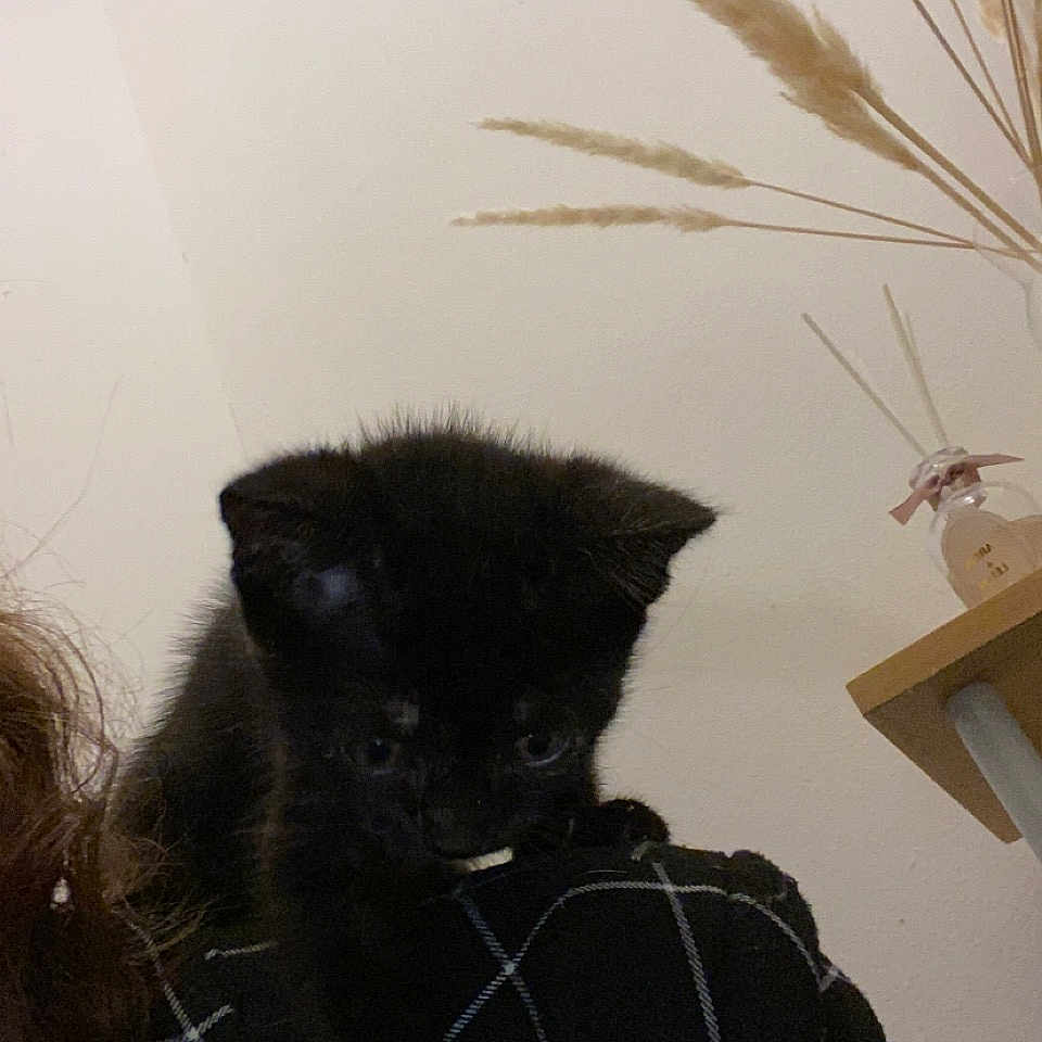 Taïna