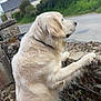 Tyo a rejoint le concours — aidez-le/la à gagner de superbes lots ! dog, golden_retriever, animal, pet, outdoor, stone_wall, grass, house, sky, cloud, curious, fur, nature, canine, collar, side_view, daylight, rural, tree, quiet