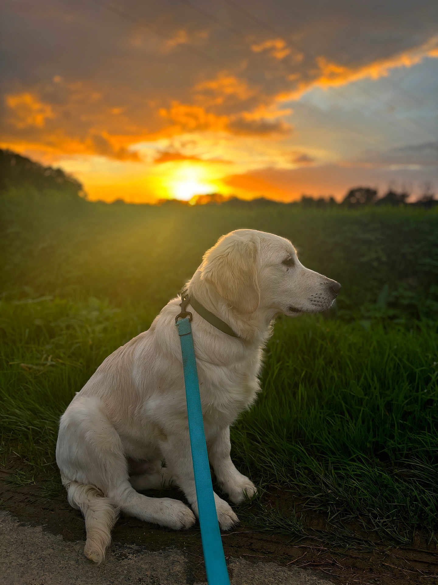 Tyo a rejoint le concours — aidez-le/la à gagner de superbes lots ! dog, golden_retriever, sunset, grass, leash, outdoor, animal, pet, nature, sky, clouds, greenery, canine, sitting, peaceful, field, collar, evening, landscape, sun
