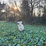 Tyo a rejoint le concours — aidez-le/la à gagner de superbes lots ! dog, white_dog, running, leaping, field, greenery, frost, leaves, nature, outdoor, sunset, trees, forest, happy, joyful, animal, pet, grass, daylight, motion