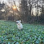 dog, white_dog, running, leaping, field, greenery, frost, leaves, nature, outdoor, sunset, trees, forest, happy, joyful, animal, pet, grass, daylight, motion