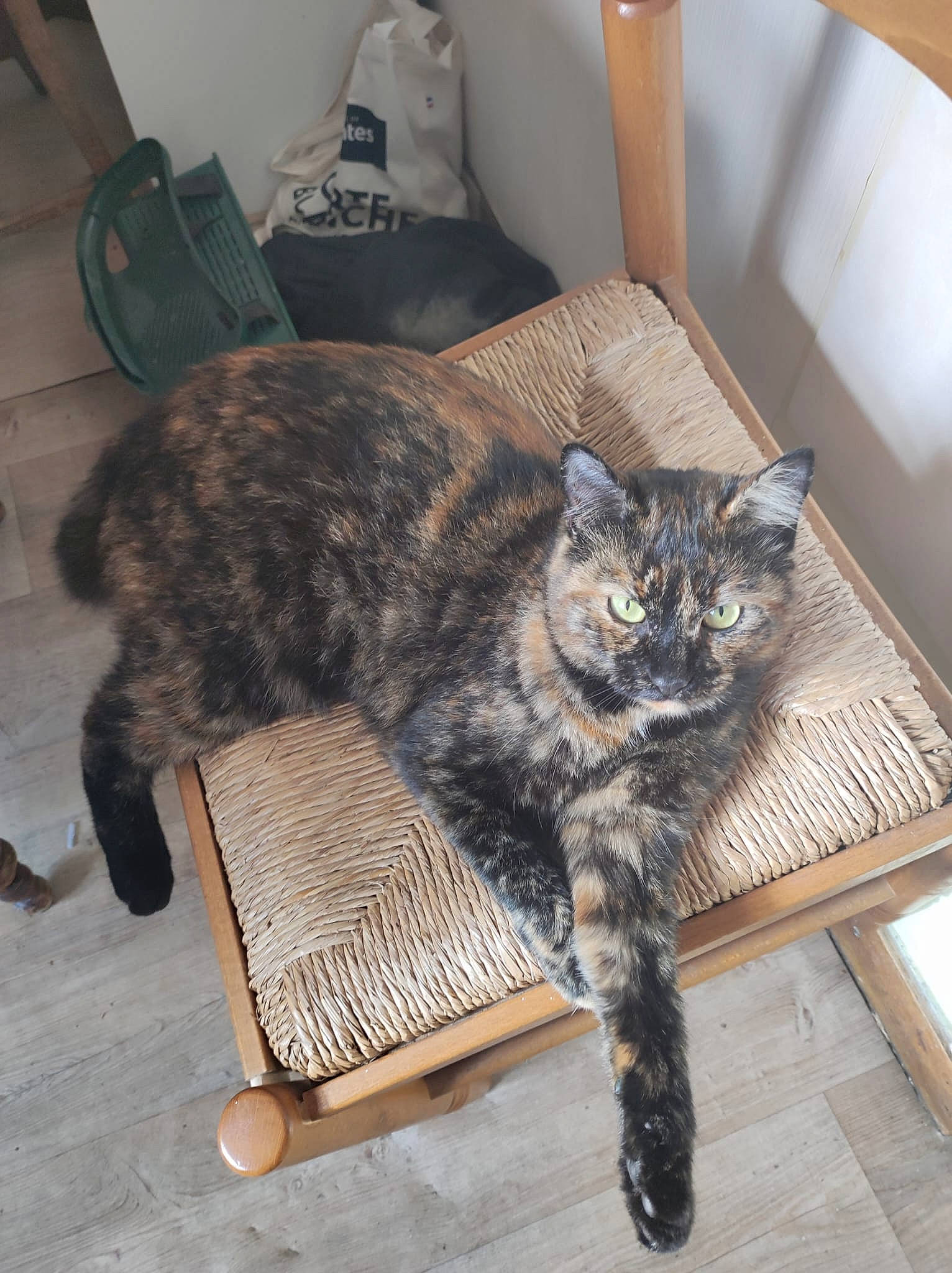 Tigrette participe au concours pour gagner de l'argent avec cette photo : box, carnivore, cat, claw, comfort, domestic_short_haired_cat, felidae, flooring, fur, mammal, paw, sitting, small_to_medium_sized_cats, snout, tail, terrestrial_animal, whiskers, wood