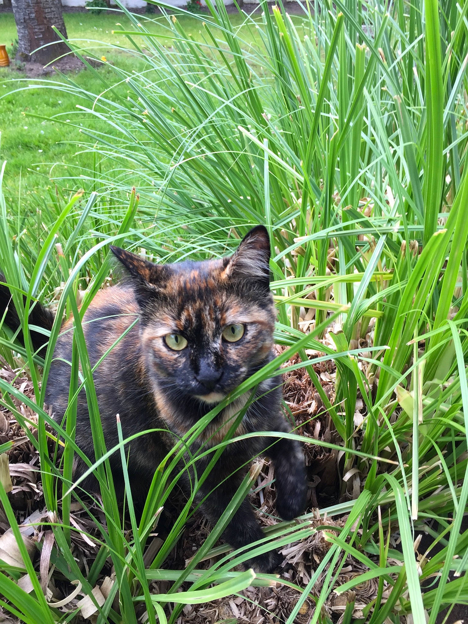 Tigrette a rejoint le concours — aidez-le/la à gagner de superbes lots ! carnivore, cat, domestic_short_haired_cat, eye, fawn, felidae, fur, garden, grass, grass_family, grassland, groundcover, herb, plant, small_to_medium_sized_cats, snout, terrestrial_animal, terrestrial_plant, whiskers, wildlife