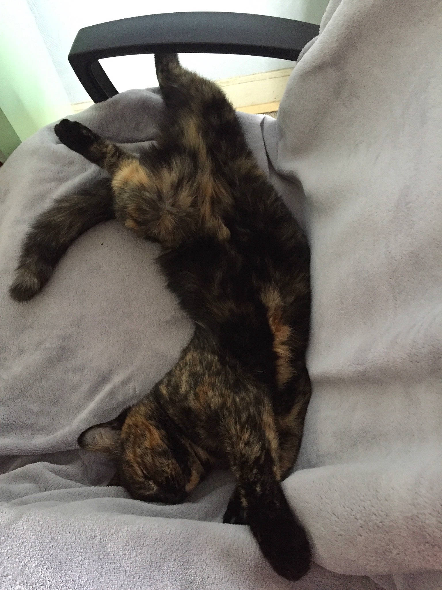 Tigrette participe au concours pour gagner de l'argent avec cette photo : canidae, carnivore, cat, claw, comfort, dog_breed, domestic_short_haired_cat, felidae, fur, grey, linens, nap, sleep, small_to_medium_sized_cats, snout, sporting_group, tail, terrestrial_animal, whiskers