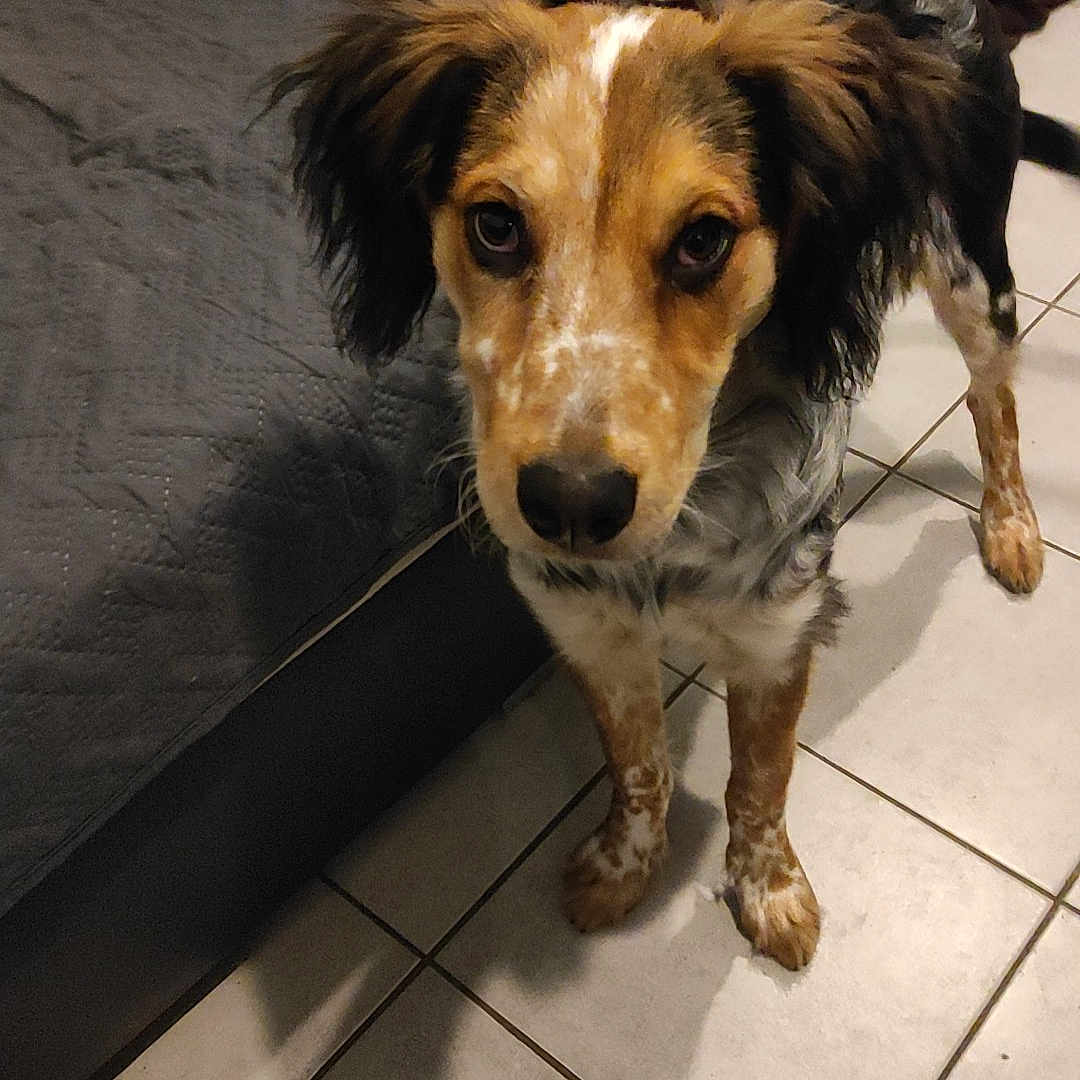 Taz