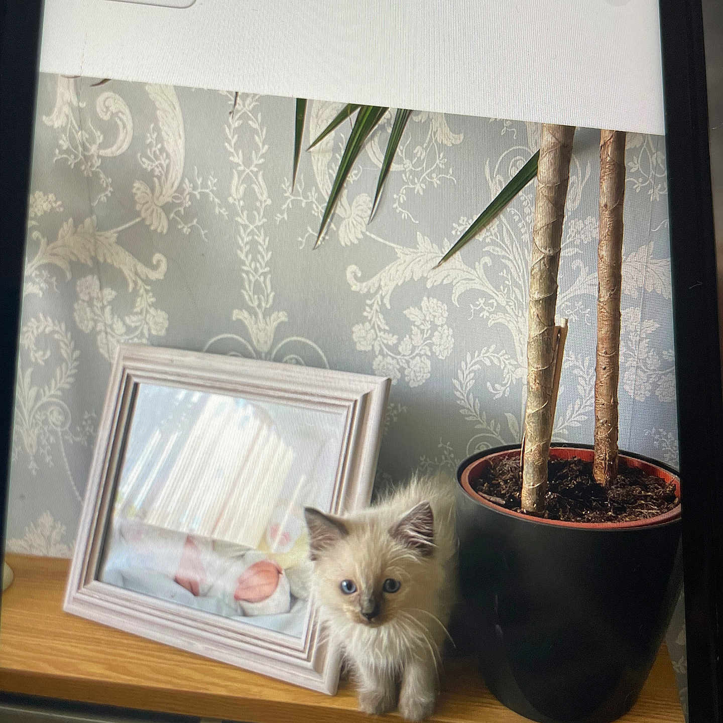 Alfie Slater is registered to the contest to win money with this photo: animal, baby, canine, cat, computerhardware, electronics, hardware, kitten, mobilephone, person, pet, phone, photoframe, photography, plant, pottedplant, text, window, windowsill, wood