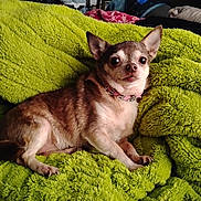 Peanut is registered to the contest to win money with this photo: animal, blanket, chihuahua, collar, comfortable, cozy, cute, dog, ears, face, fur, fur_texture, green, indoor, jeweled_collar, looking_at_camera, paw, pet, resting, small_dog