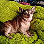 animal, blanket, chihuahua, collar, comfortable, cozy, cute, dog, ears, face, fur, fur_texture, green, indoor, jeweled_collar, looking_at_camera, paw, pet, resting, small_dog