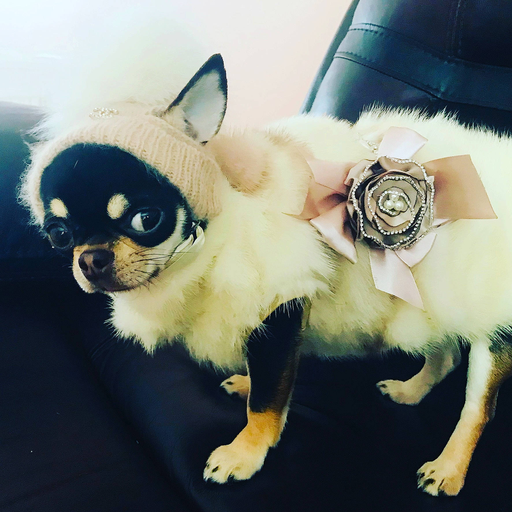 Hickey is registered to the contest to win money with this photo: carnivore, companion_dog, dog, dog_breed, eyewear, fashion_accessory, fawn, feather, fur, goggles, headgear, jewellery, snout, sunglasses, tail, toy, toy_dog, whiskers, wing, working_animal