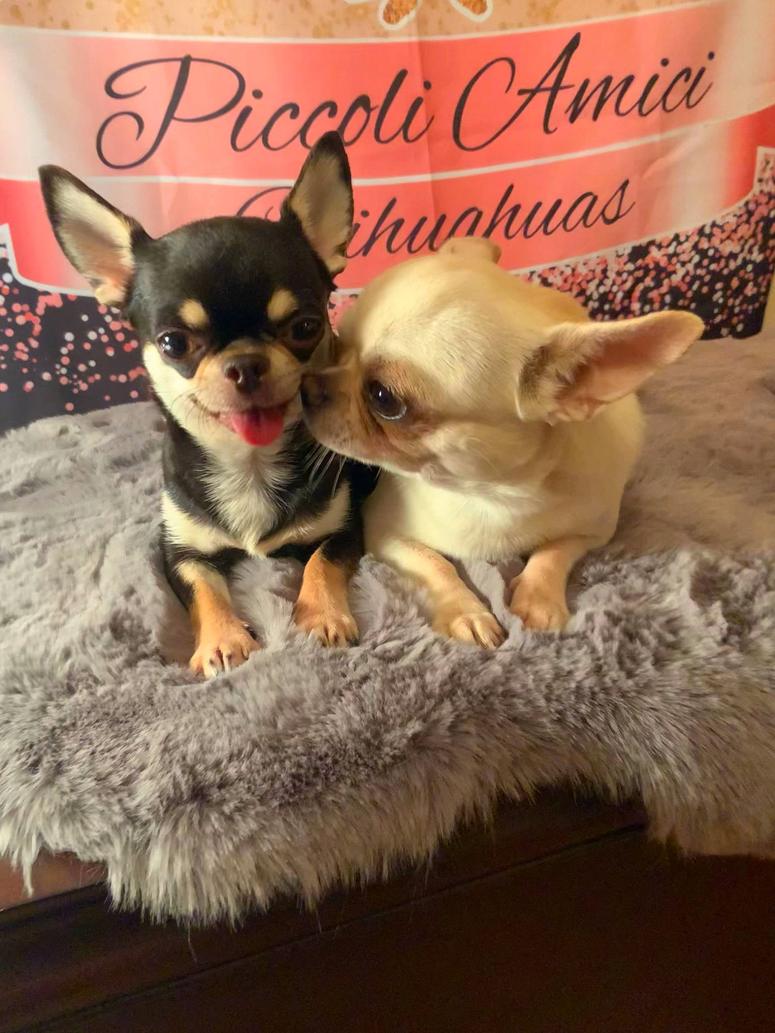 Hickey is registered to the contest to win money with this photo: canidae, carnivore, chihuahua, companion_dog, dog, dog_breed, dog_supply, fawn, felidae, font, fur, mammal, photo_caption, russkiy_toy, snout, tail, toy_dog, vertebrate, whiskers, working_animal