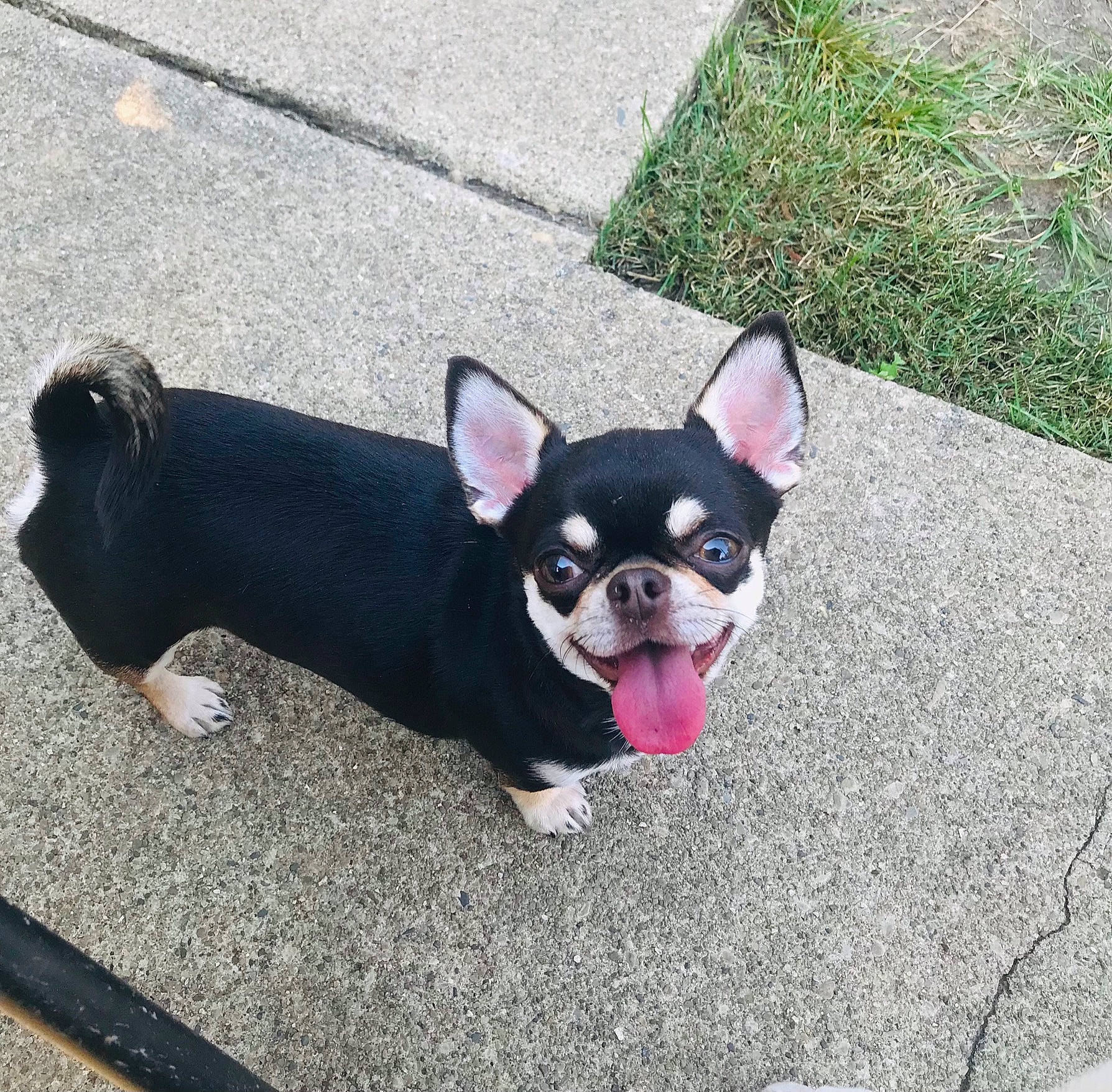 Hickey joined the competition — help win amazing prizes! art, canidae, carmine, carnivore, collar, companion_dog, dog, dog_breed, dog_supply, fashion_accessory, fawn, fur, grass, leash, road_surface, snout, sporting_group, tail, toy_dog, working_animal