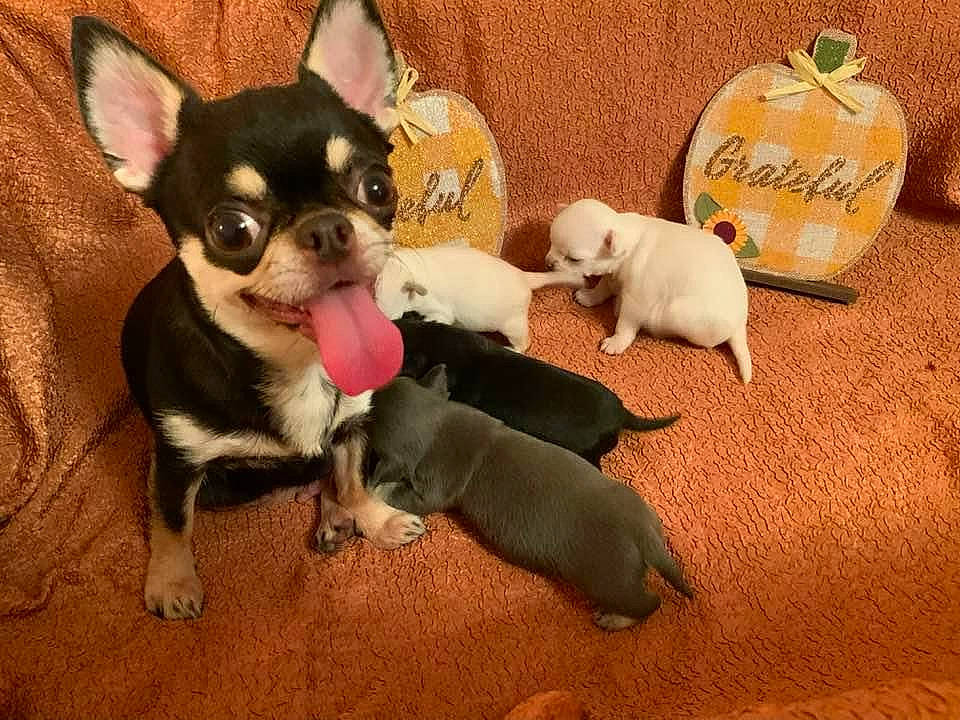 Hickey joined the competition — help win amazing prizes! canidae, carnivore, chihuahua, companion_dog, dog, dog_breed, dog_supply, fawn, fur, paw, pet_supply, russkiy_toy, snout, sporting_group, tail, toy, toy_dog, vertebrate, whiskers, working_animal