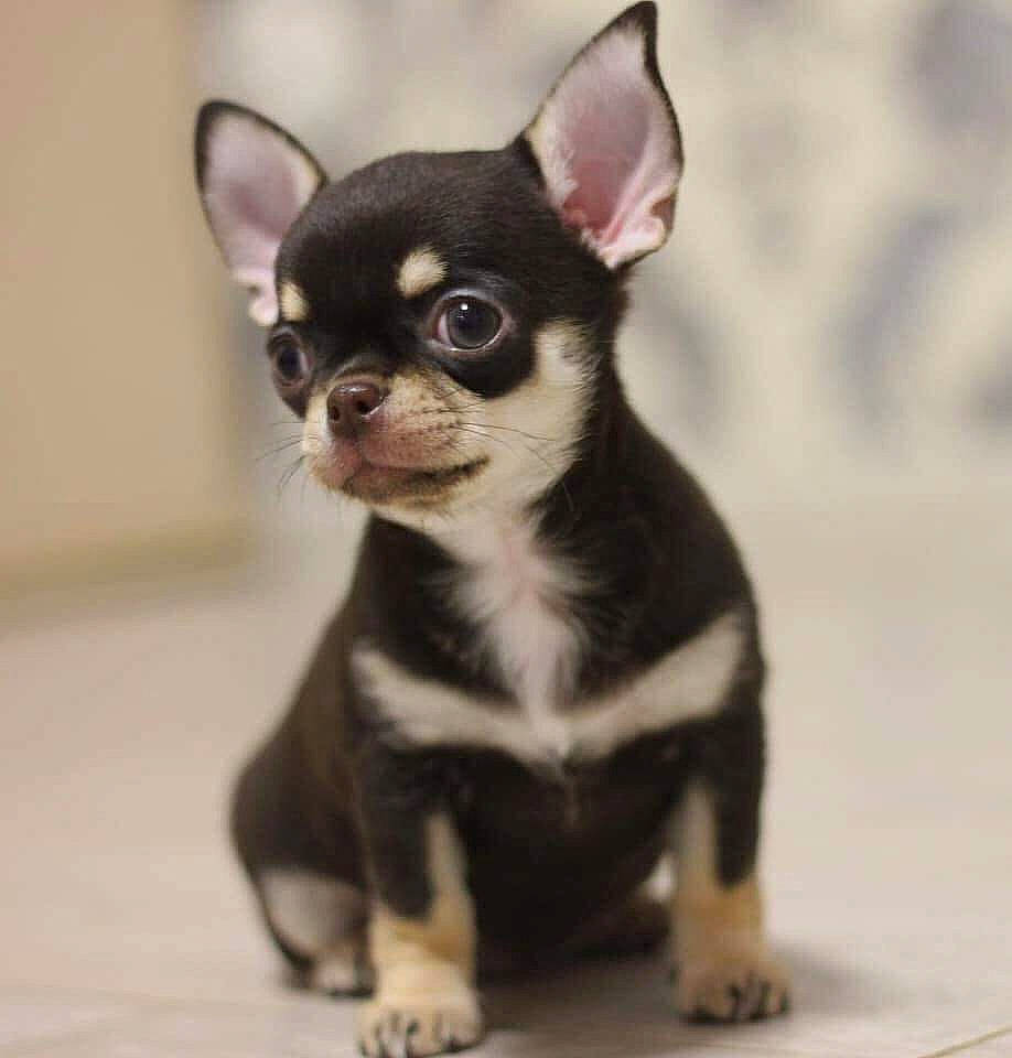 Hickey is registered to the contest to win money with this photo: canidae, carnivore, chihuahua, companion_dog, dog, dog_breed, english_toy_terrier, fawn, mammal, puppy, snout, toy_dog, vertebrate, whiskers