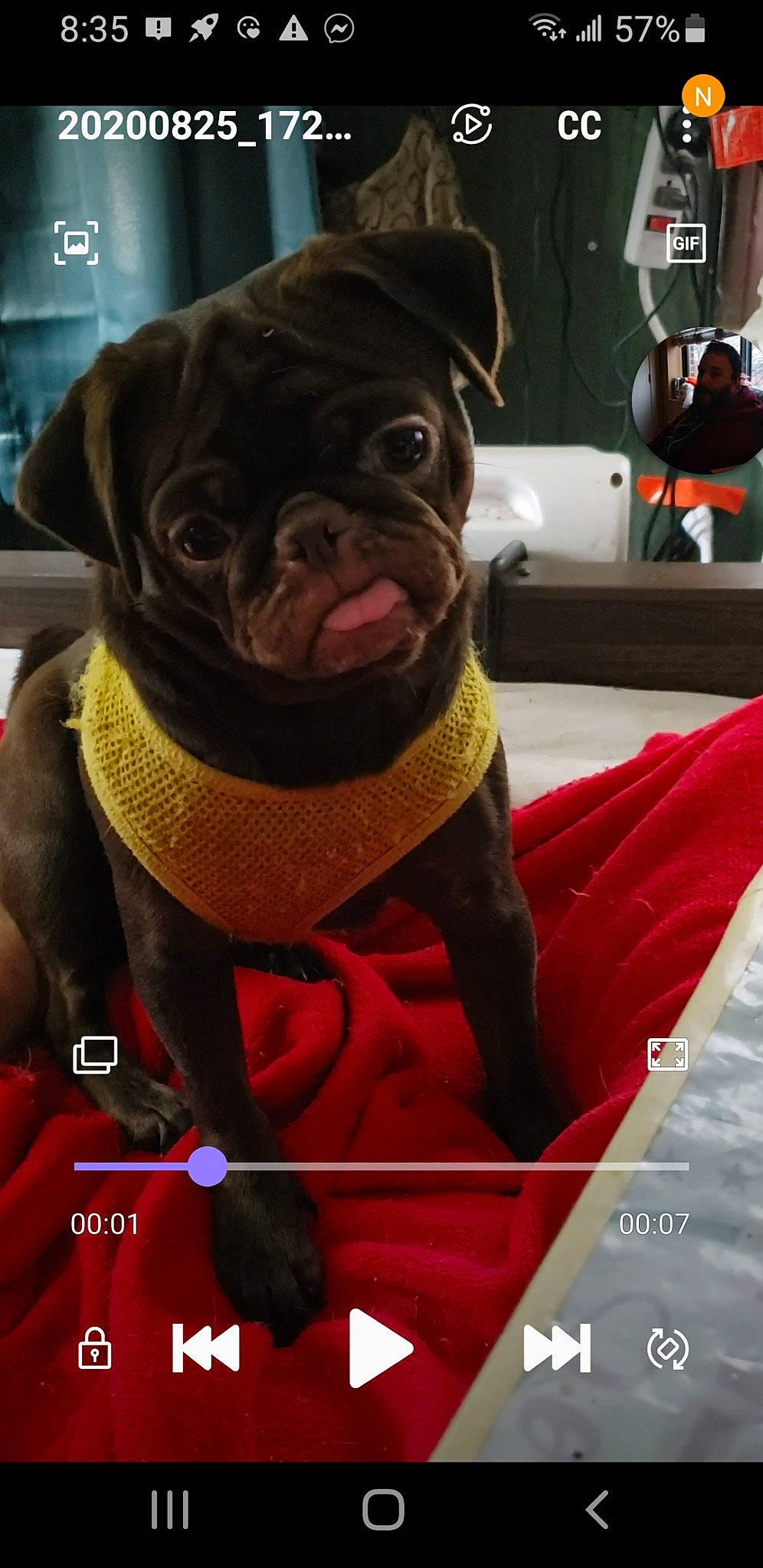 Mocha Latte joined the competition — help win amazing prizes! canidae, carnivore, companion_dog, dog, dog_breed, dog_clothes, dog_collar, fawn, non_sporting_group, photo_caption, pug, puppy, snout, toy_dog