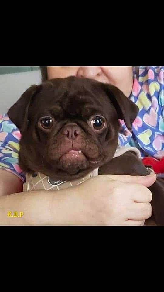 Mocha Latte joined the competition — help win amazing prizes! canidae, carnivore, companion_dog, dog, dog_breed, fawn, mammal, pug, puppy, skin, snout, toy_dog, vertebrate, wrinkle