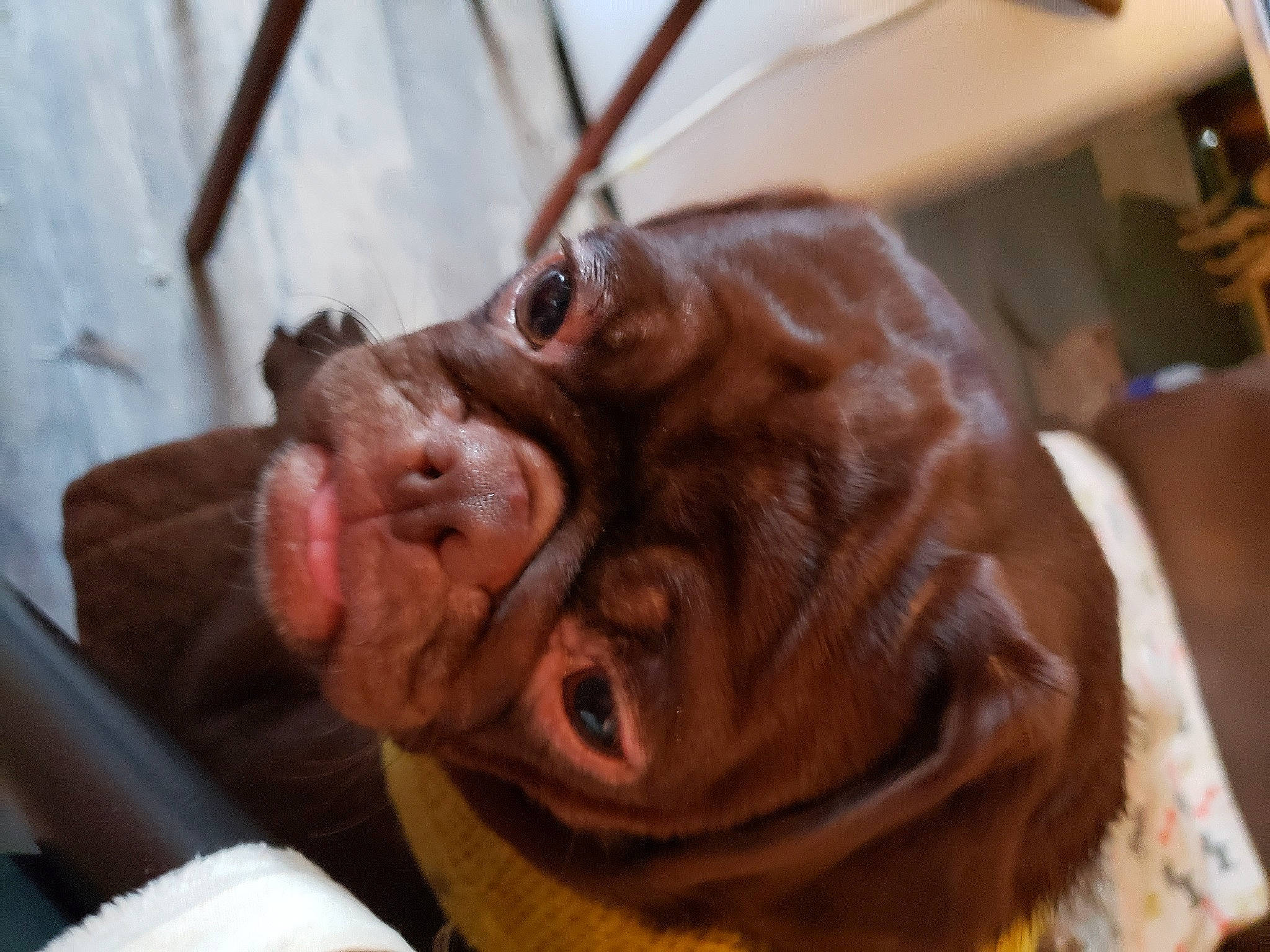 Mocha Latte joined the competition — help win amazing prizes! canidae, cheek, dog_breed, dogue_de_bordeaux, ear, fawn, guard_dog, head, mouth, pit_bull, skin, snout, sporting_group, wrinkle