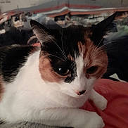 Zoé a rejoint le concours — aidez-le/la à gagner de superbes lots ! cat, calico, close_up, fur, whiskers, resting, indoor, pet, animal, cozy, blanket, wallpaper, soft, cute, domestic, feline, relaxed, face, ear, paw