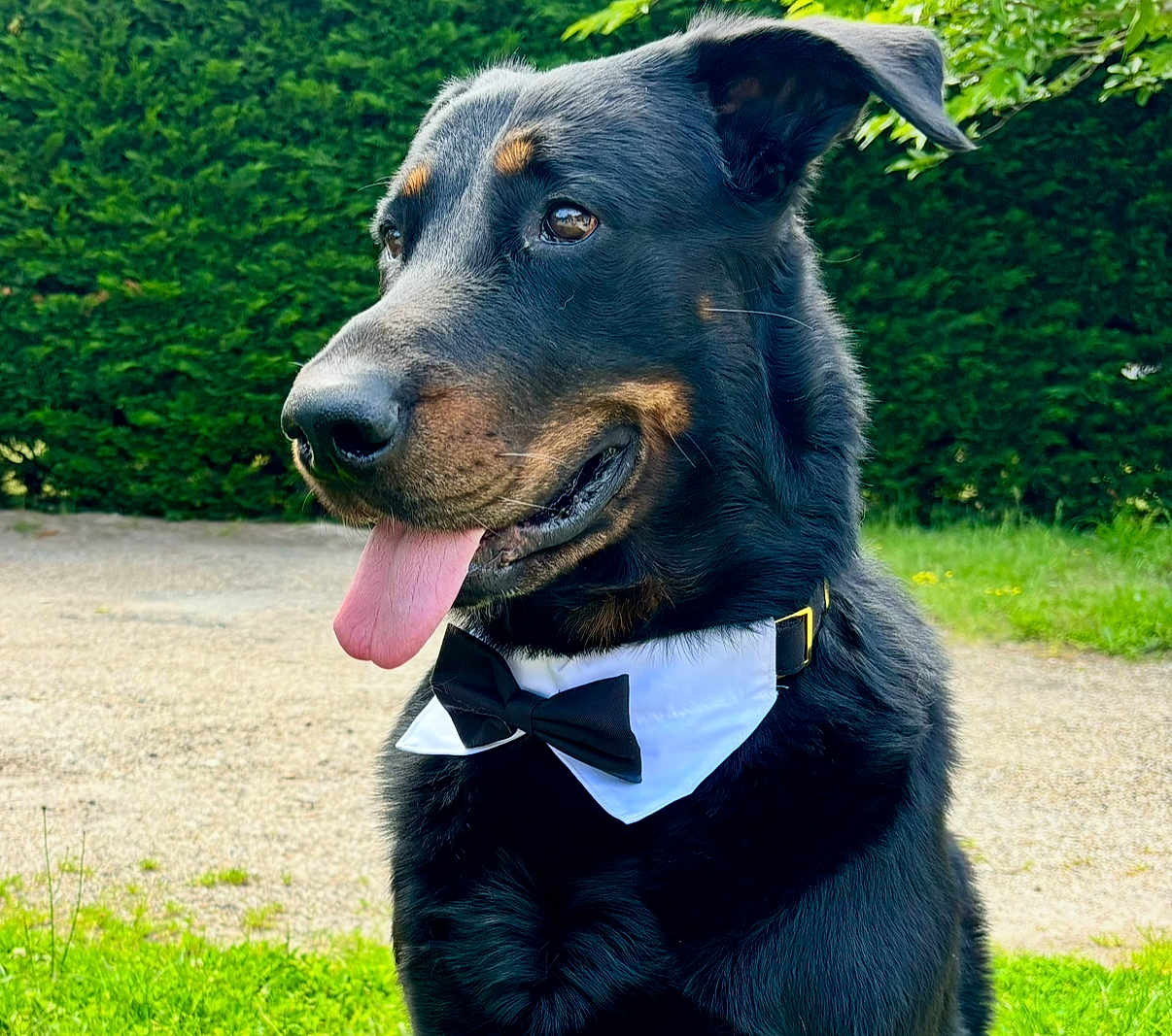 Lord a rejoint le concours — aidez-le/la à gagner de superbes lots ! animal, black_fur, bow_tie, canine, close_up, collar, daytime, dog, ears, friendly, grass, happy, hedge, muzzle, nature, outdoor, pet, portrait, summer, tongue_out