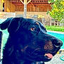 Lord participe au concours pour gagner de l'argent avec cette photo : dog, black_dog, outdoor, pool, backyard, grass, wooden_structure, pet, canine, tongue_out, sunlight, greenery, animal, closeup, face, happy, nature, summer, domestic_animal, leisure
