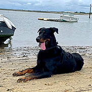Lord participe au concours pour gagner de l'argent avec cette photo : dog, black_dog, tan_markings, beach, sand, water, boat, dock, cloudy_sky, tongue_out, canine, outdoor, nature, relaxed, animal, pet, shoreline, marine, daytime, landscape