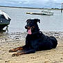 dog, black_dog, tan_markings, beach, sand, water, boat, dock, cloudy_sky, tongue_out, canine, outdoor, nature, relaxed, animal, pet, shoreline, marine, daytime, landscape