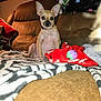 dog, chihuahua, small_dog, pet, indoor, couch, blanket, toy, ears, fur, animal, brown_couch, red_blanket, colorful, cozy, home, looking, sitting, curious, domestic_animal