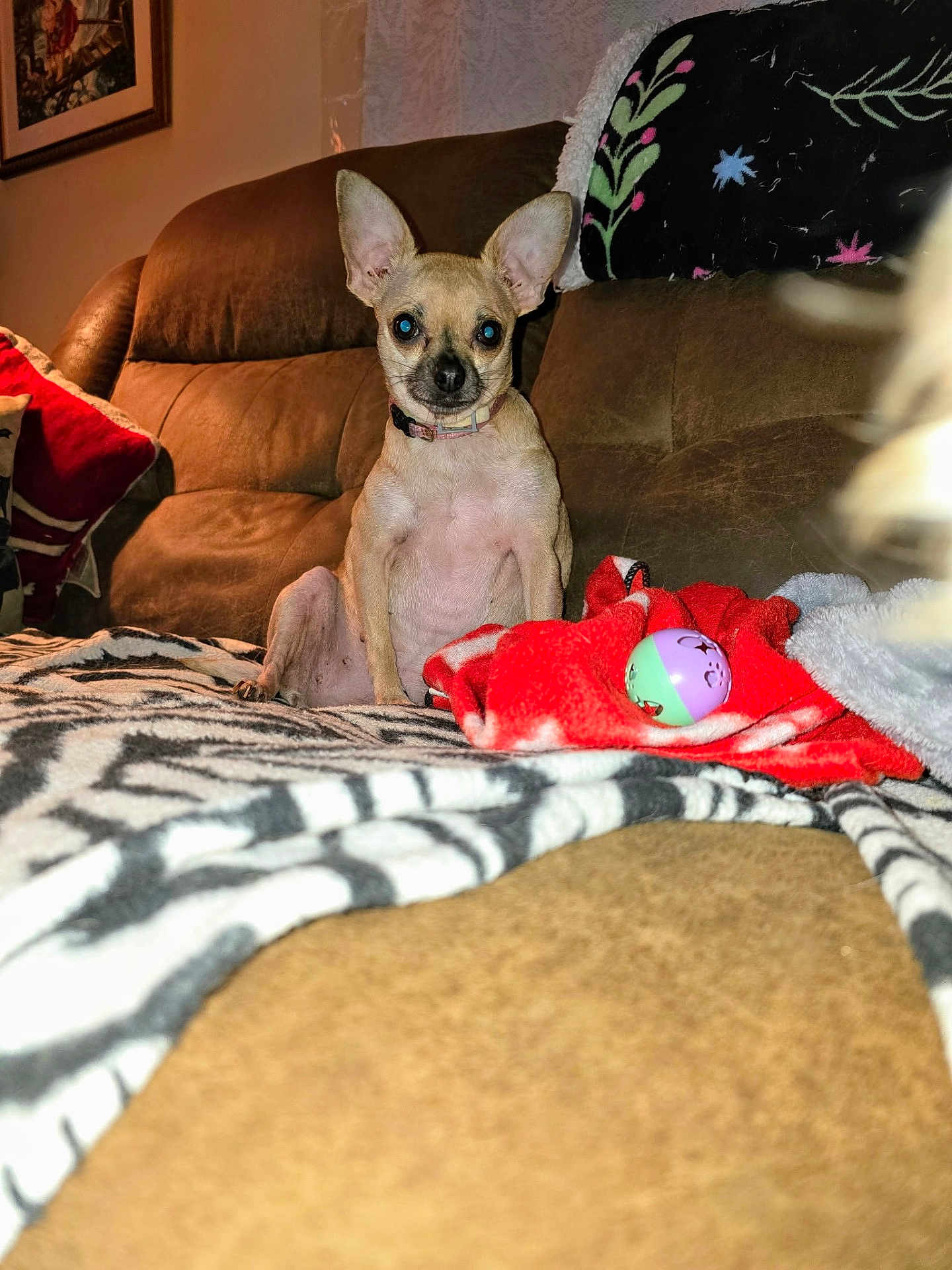 Rosie joined the competition — help win amazing prizes! dog, chihuahua, small_dog, pet, indoor, couch, blanket, toy, ears, fur, animal, brown_couch, red_blanket, colorful, cozy, home, looking, sitting, curious, domestic_animal