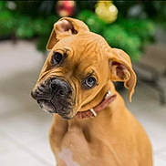Meeko participe au concours pour gagner de l'argent avec cette photo : animal, background_blur, brown_dog, closeup, collar, curious, cute, dog, ears, expression, floor, head_tilt, indoor, looking, nose, pet, portrait, puppy, whiskers, young_dog