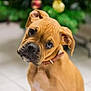 animal, background_blur, brown_dog, closeup, collar, curious, cute, dog, ears, expression, floor, head_tilt, indoor, looking, nose, pet, portrait, puppy, whiskers, young_dog