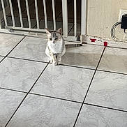 Bounty a rejoint le concours — aidez-le/la à gagner de superbes lots ! kitten, cat, floor, tile, baby_gate, indoor, wall, electrical_outlet, plug, tail, pet, small_animal, domestic, home, animal, feline, gray, white, sitting, curious
