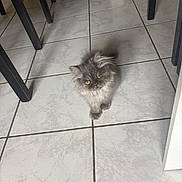 Balthazar a rejoint le concours — aidez-le/la à gagner de superbes lots ! amber_eyes, animal, cat, curious, cute, domestic_animal, feline, floor_tiles, fluffy, grey_fur, home, indoor, kitten, looking_up, pet, pink_shoes, shoes, small, table_legs, young_cat