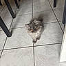 kitten, cat, grey_fur, amber_eyes, fluffy, floor_tiles, indoor, table_legs, shoes, pink_shoes, curious, pet, small, feline, looking_up, domestic_animal, home, animal, cute, young_cat