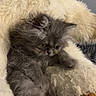 Balthazar a rejoint le concours — aidez-le/la à gagner de superbes lots ! kitten, gray_cat, fluffy, stuffed_animal, plush_toy, cozy, cute, pet, furry, animal, soft, indoor, resting, closeup, adorable, small, cuddly, young, comfort, sleepy