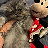 Balthazar a rejoint le concours — aidez-le/la à gagner de superbes lots ! kitten, gray_cat, fluffy, plush_toy, minnie_mouse, red_dress, polka_dot, hand, tattoo, bed, blanket, soft_toy, cute, pet, fur, animal, indoor, resting, closeup, cozy