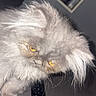 cat, fluffy, gray, yellow_eyes, remote_control, indoor, pet, furniture, wall, picture_frames, curious, close_up, animal, whiskers, soft_fur, domestic_cat, face, ear, paw, looking_down