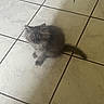 animal, cat, curious, cute, domestic_animal, feline, floor, fluffy, gray_fur, indoor, kitten, looking_up, pet, quiet, shadow, small, tail, tile_floor, whiskers, young