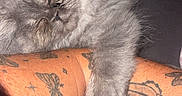 Balthazar a rejoint le concours — aidez-le/la à gagner de superbes lots ! animal, bed, blanket, cat, clinging, closeup, cozy, cute, feline, gray_fur, human, indoor, kitten, paw, pet, resting, sleeping, soft, tattoo, tattooed_arm