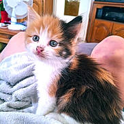 Amora a rejoint le concours — aidez-le/la à gagner de superbes lots ! kitten, cat, calico, fluffy, pet, indoor, blanket, fur, cute, young, animal, domestic, living_room, furniture, fan, closeup, portrait, soft, cozy, relaxing
