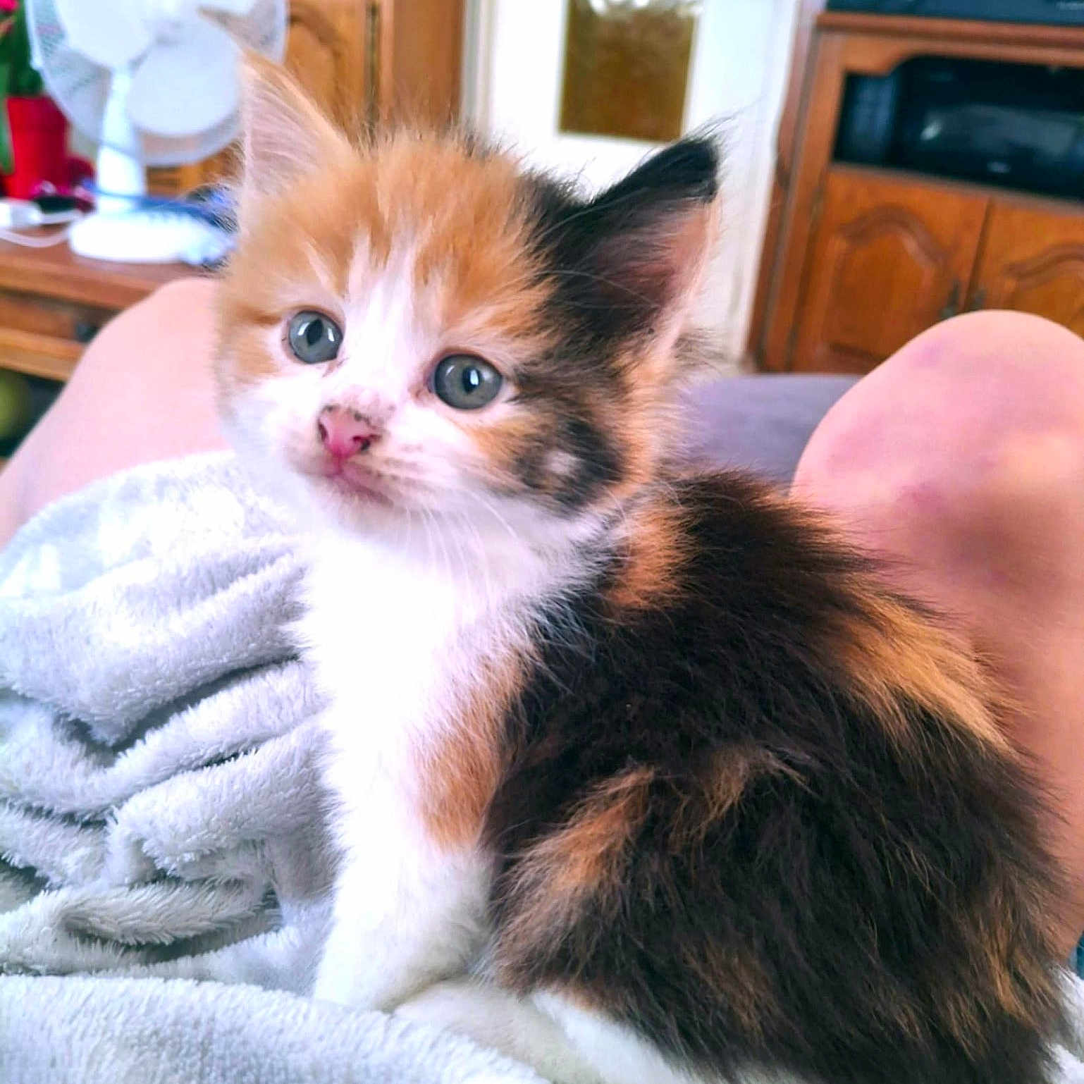 Amora a rejoint le concours — aidez-le/la à gagner de superbes lots ! animal, blanket, calico, cat, closeup, cozy, cute, domestic, fan, fluffy, fur, furniture, indoor, kitten, living_room, pet, portrait, relaxing, soft, young