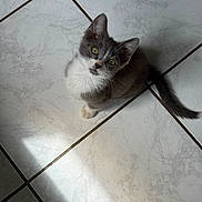 Arsouille a rejoint le concours — aidez-le/la à gagner de superbes lots ! kitten, cat, gray, white, pet, animal, floor, tile, indoor, looking_up, cute, small, young, fur, whiskers, tail, green_eyes, shadow, light, curious