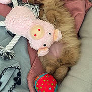 Azura participe au concours pour gagner de l'argent avec cette photo : puppy, sleeping, blanket, plush_toy, pink, red, blue, cozy, cute, soft, bed, animal, fur, pet, toy, resting, small, indoor, comfort, relaxation