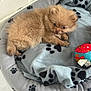 Azura a rejoint le concours — aidez-le/la à gagner de superbes lots ! puppy, dog, pet_bed, blanket, toy, floor, paw_prints, fur, cute, small_dog, indoor, cozy, animal, young_dog, resting, brown_fur, curious, domestic_animal, companion, playful