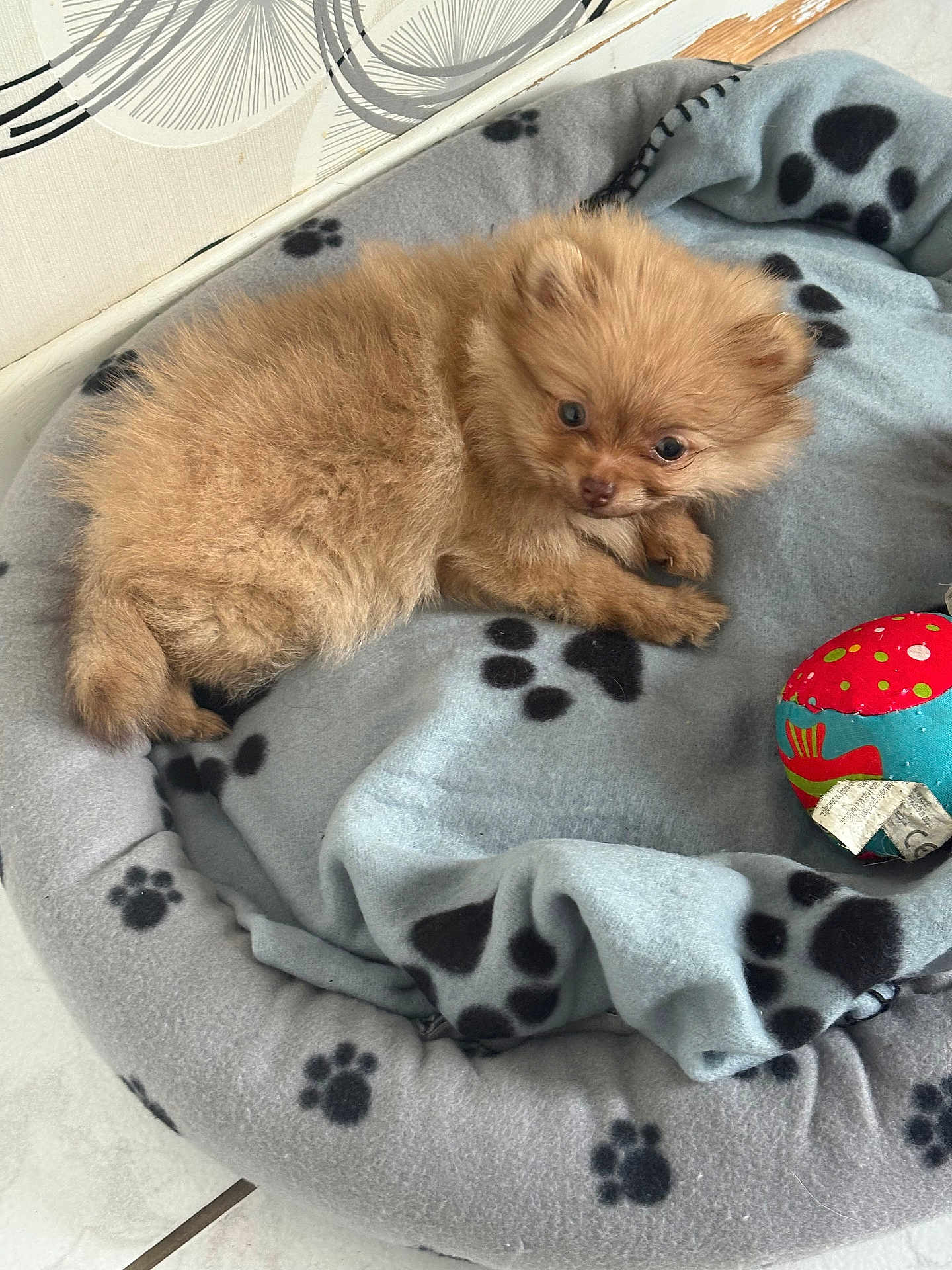 Azura a rejoint le concours — aidez-le/la à gagner de superbes lots ! puppy, dog, pet_bed, blanket, toy, floor, paw_prints, fur, cute, small_dog, indoor, cozy, animal, young_dog, resting, brown_fur, curious, domestic_animal, companion, playful