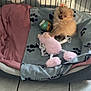 Azura participe au concours pour gagner de l'argent avec cette photo : puppy, dog, pet_bed, blanket, toy, plush_toy, ball, paw_print, cage, floor, tile_floor, indoor, cute, small_dog, furry, animal, pet, cozy, resting, playful